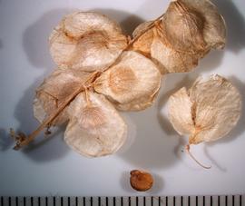   Fruits,nbsp;seed:   Atriplex hortensis ; Photo by A. Margina, USDA APHIS PPQ, imageID.idtools.org
